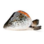 Salmon Head (3)