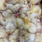 Day Old Chicks x 20 Kiezebrink