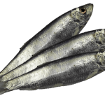 Sprats whole Kiezebrink 1kg